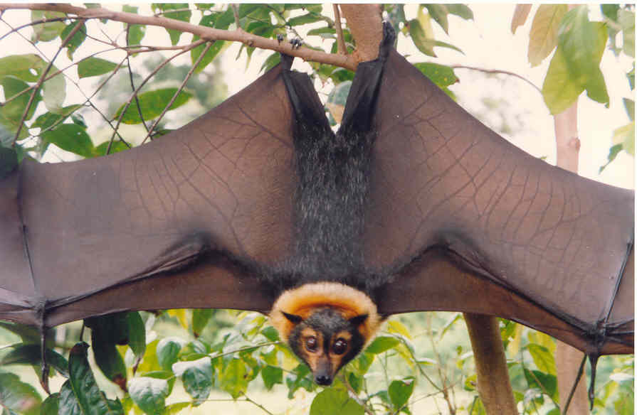 flying-fox